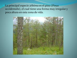  La principal especie arbórea es el pino (Pinus
occidentalis), el cual tiene una forma muy irregular y
poca altura en esta zona de vida.
 