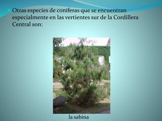 Otras especies de coníferas que se encuentran
especialmente en las vertientes sur de la Cordillera
Central son:
la sabina
 