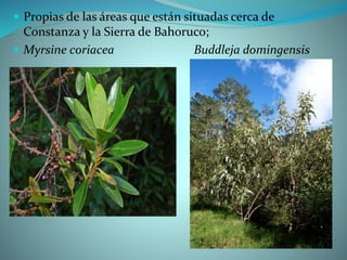  Propias de las áreas que están situadas cerca de
Constanza y la Sierra de Bahoruco;
 Myrsine coriacea Buddleja domingensis
 