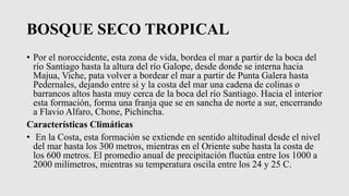BOSQUE SECO TROPICAL
• Por el noroccidente, esta zona de vida, bordea el mar a partir de la boca del
río Santiago hasta la altura del río Galope, desde donde se interna hacia
Majua, Viche, pata volver a bordear el mar a partir de Punta Galera hasta
Pedernales, dejando entre si y la costa del mar una cadena de colinas o
barrancos altos hasta muy cerca de la boca del río Santiago. Hacia el interior
esta formación, forma una franja que se en sancha de norte a sur, encerrando
a Flavio Alfaro, Chone, Pichincha.
Características Climáticas
• En la Costa, esta formación se extiende en sentido altitudinal desde el nivel
del mar hasta los 300 metros, mientras en el Oriente sube hasta la costa de
los 600 metros. El promedio anual de precipitación fluctúa entre los 1000 a
2000 milímetros, mientras su temperatura oscila entre los 24 y 25 C.
 