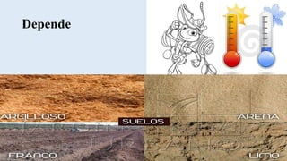 Depende
 