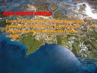 Costa atlántica andaluza.
 Entre a fauna mariña destas marismas
 destacan os róbalos, os esturións, os
 langostinos ou os lenguados, entre
 outros.
 