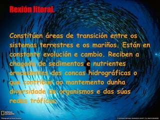 Rexión litoral.


Constitúen áreas de transición entre os
sistemas terrestres e os mariños. Están en
constante evolución e cambio. Reciben a
chagada de sedimentos e nutrientes
orocedentes das concas hidrográficas o
que contribúe ao mantemento dunha
diversidade de organismos e das súas
redes tróficas.
 