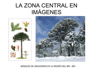 LA ZONA CENTRAL EN
     IMÁGENES




 BOSQUES DE ARAUCARIAS EN LA REGIÓN DEL BÍO - BÍO
 