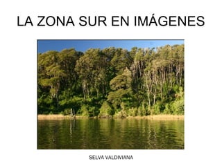 LA ZONA SUR EN IMÁGENES




        SELVA VALDIVIANA
 