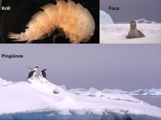 Krill       Foca




Pingüinos
 