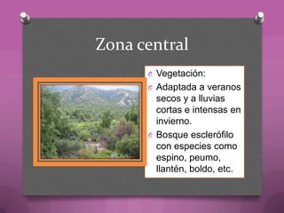 Zona central
O Vegetación:
O Adaptada a veranos
secos y a lluvias
cortas e intensas en
invierno.
O Bosque esclerófilo
con especies como
espino, peumo,
llantén, boldo, etc.
 
