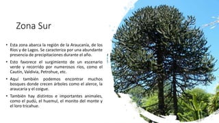 Zona Sur
• Esta zona abarca la región de la Araucanía, de los
Ríos y de Lagos. Se caracteriza por una abundante
presencia de precipitaciones durante el año.
• Esto favorece el surgimiento de un escenario
verde y recorrido por numerosos ríos, como el
Cautín, Valdivia, Petrohue, etc.
• Aquí también podemos encontrar muchos
bosques donde crecen árboles como el alerce, la
araucaria y el coigue.
• También hay distintos e importantes animales,
como el pudú, el huemul, el monito del monte y
el loro tricahue.
 