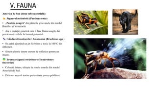 Pantera Insect Zona subecuatorială (1).pdf clasa a 9-a V | PDF