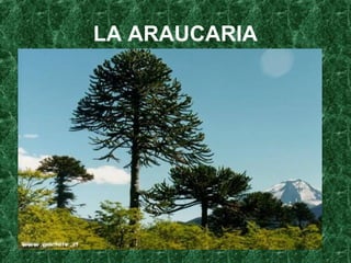 LA ARAUCARIA