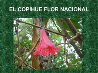 EL COPIHUE FLOR NACIONAL