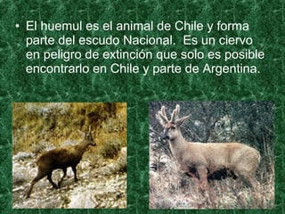 • El huemul es el animal de Chile y forma
parte del escudo Nacional. Es un ciervo
en peligro de extinción que solo es posible
encontrarlo en Chile y parte de Argentina.