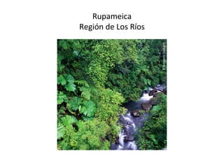 Rupameica
Región de Los Ríos