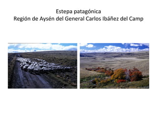 Estepa patagónica
Región de Aysén del General Carlos Ibáñez del Camp
