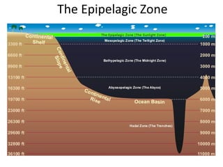 The Epipelagic Zone 