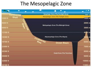 The Mesopelagic Zone 