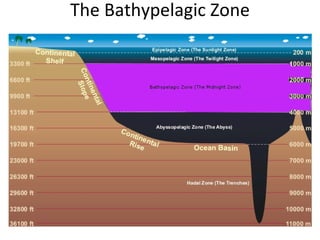 The Bathypelagic Zone 