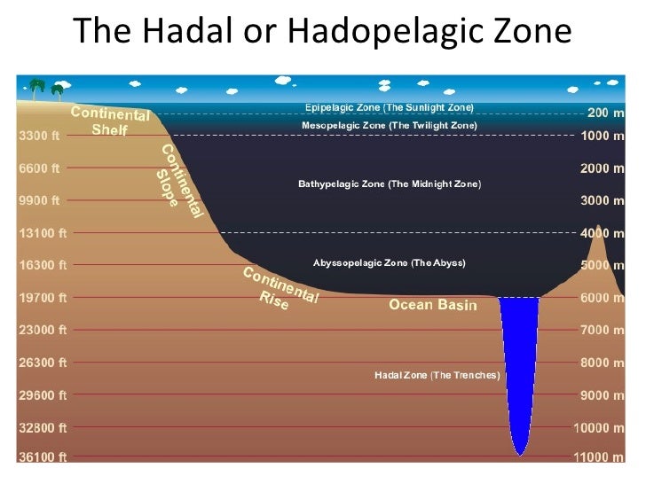 Zonation in the ocean powerpoint pelagic zone diagram 