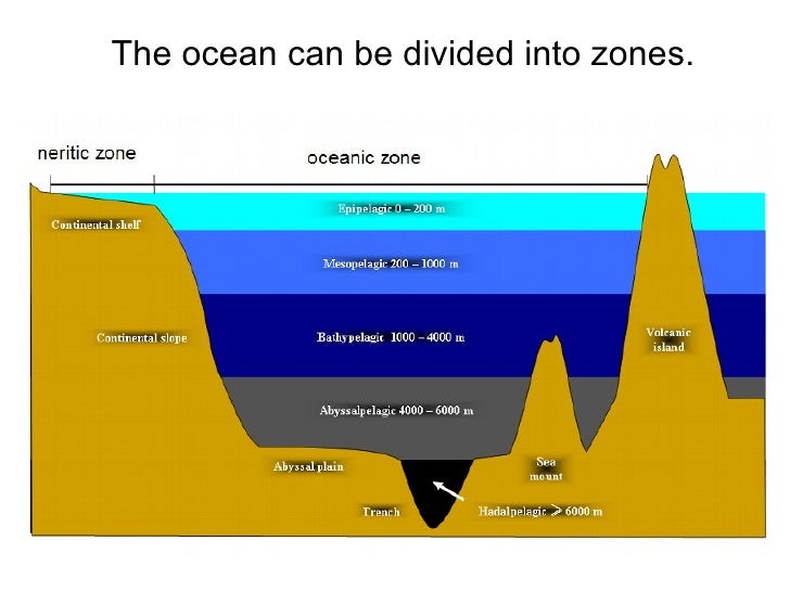 Zonation in the ocean powerpoint