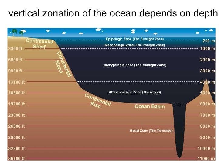 Zonation in the ocean powerpoint