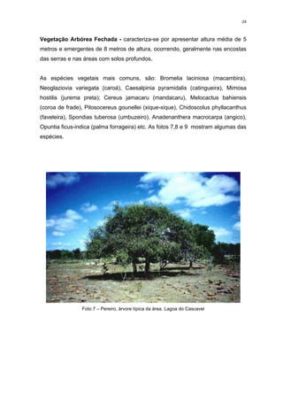 24



Vegetação Arbórea Fechada - caracteriza-se por apresentar altura média de 5
metros e emergentes de 8 metros de altura, ocorrendo, geralmente nas encostas
das serras e nas áreas com solos profundos.


As espécies vegetais mais comuns, são: Bromelia laciniosa (macambira),
Neoglaziovia variegata (caroá), Caesalpinia pyramidalis (catingueira), Mimosa
hostilis (jurema preta); Cereus jamacaru (mandacaru), Melocactus bahiensis
(coroa de frade), Pilosocereus gounellei (xique-xique), Chidoscolus phyllacanthus
(faveleira), Spondias tuberosa (umbuzeiro), Anadenanthera macrocarpa (angico),
Opuntia ficus-indica (palma forrageira) etc. As fotos 7,8 e 9 mostram algumas das
espécies.




                Foto 7 – Pereiro, árvore típica da área. Lagoa do Cascavel
 