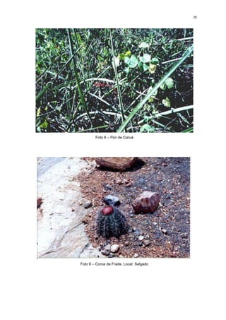 25




        Foto 8 – Flor de Caruá




Foto 9 – Coroa de Frade. Local: Salgado
 