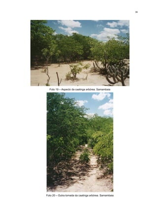 39




  Foto 19 – Aspecto da caatinga arbórea. Samambaia




Foto 20 – Outra tomada da caatinga arbórea. Samambaia
 