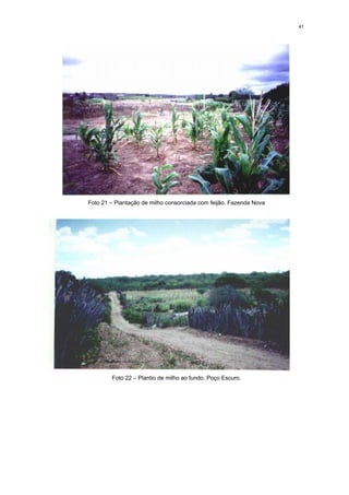 41




Foto 21 – Plantação de milho consorciada com feijão. Fazenda Nova




        Foto 22 – Plantio de milho ao fundo. Poço Escuro.
 
