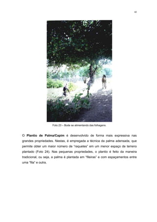 42




                      Foto 23 – Bode se alimentando das folhagens.


O Plantio de Palma/Capim é desenvolvido de forma mais expressiva nas
grandes propriedades. Nestas, é empregada a técnica da palma adensada, que
permite obter um maior número de “raquetes” em um menor espaço de terreno
plantado (Foto 24). Nas pequenas propriedades, o plantio é feito da maneira
tradicional, ou seja, a palma é plantada em “fileiras” e com espaçamentos entre
uma “fila” e outra.
 