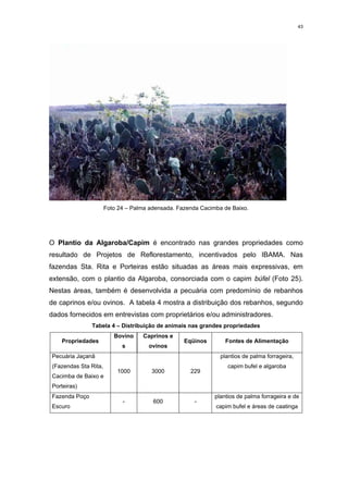 43




                      Foto 24 – Palma adensada. Fazenda Cacimba de Baixo.




O Plantio da Algaroba/Capim é encontrado nas grandes propriedades como
resultado de Projetos de Reflorestamento, incentivados pelo IBAMA. Nas
fazendas Sta. Rita e Porteiras estão situadas as áreas mais expressivas, em
extensão, com o plantio da Algaroba, consorciada com o capim búfel (Foto 25).
Nestas áreas, também é desenvolvida a pecuária com predomínio de rebanhos
de caprinos e/ou ovinos. A tabela 4 mostra a distribuição dos rebanhos, segundo
dados fornecidos em entrevistas com proprietários e/ou administradores.
               Tabela 4 – Distribuição de animais nas grandes propriedades
                         Bovino    Caprinos e
    Propriedades                                  Eqüinos        Fontes de Alimentação
                            s        ovinos
Pecuária Jaçanã                                                plantios de palma forrageira,
(Fazendas Sta Rita,                                               capim bufel e algaroba
                          1000        3000          229
Cacimba de Baixo e
Porteiras)
Fazenda Poço                                                 plantios de palma forrageira e de
                            -          600            -
Escuro                                                       capim bufel e áreas de caatinga
 