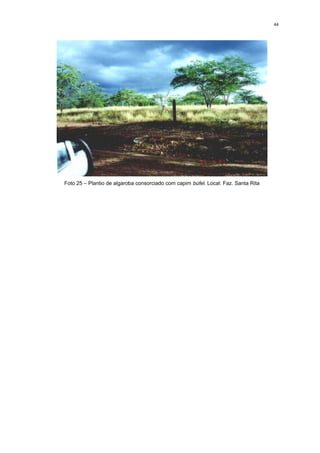 44




Foto 25 – Plantio de algaroba consorciado com capim búfel. Local: Faz. Santa Rita
 