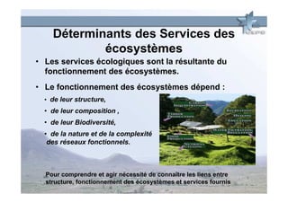 Déterminants des Services des
            écosystèmes
• Les services écologiques sont la résultante du
  fonctionnement des écosystèmes.
• Le fonctionnement des écosystèmes dépend :
  • de leur structure,
  • de leur composition ,
  • de leur Biodiversité,
  • de la nature et de la complexité
   des réseaux fonctionnels.



  Pour comprendre et agir nécessité de connaître les liens entre
  structure, fonctionnement des écosystèmes et services fournis
 