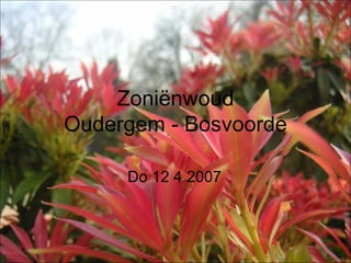 Zoniënwoud Oudergem - Bosvoorde Do 12 4 2007  