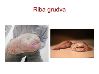 Zoniranje morskih ekosistema | PPT