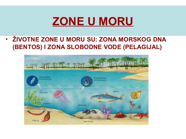 Zoniranje morskih ekosistema