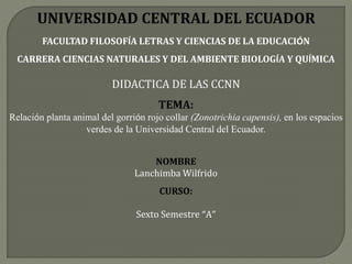 UNIVERSIDAD CENTRAL DEL ECUADOR
FACULTAD FILOSOFÍA LETRAS Y CIENCIAS DE LA EDUCACIÓN
CARRERA CIENCIAS NATURALES Y DEL AMBIENTE BIOLOGÍA Y QUÍMICA
DIDACTICA DE LAS CCNN
TEMA:
Relación planta animal del gorrión rojo collar (Zonotrichia capensis), en los espacios
verdes de la Universidad Central del Ecuador.
NOMBRE
Lanchimba Wilfrido
CURSO:
Sexto Semestre “A”
 