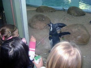 Conhecendo os animais do Zoo