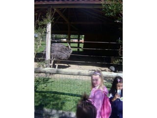 Conhecendo os animais do Zoo