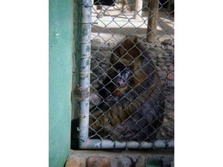 Conhecendo os animais do Zoo