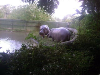 Conhecendo os animais do Zoo