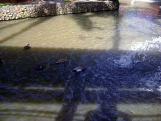 Conhecendo os animais do Zoo