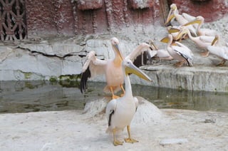 The Egyptian Zoo in Cairo