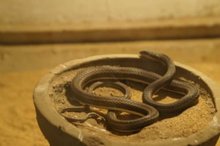 The Egyptian Zoo in Cairo