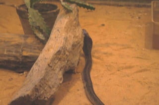 The Egyptian Zoo in Cairo