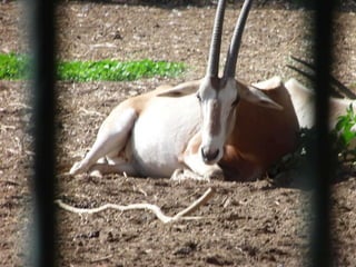 The Egyptian Zoo in Cairo