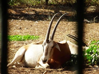 The Egyptian Zoo in Cairo