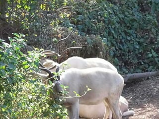 The Egyptian Zoo in Cairo