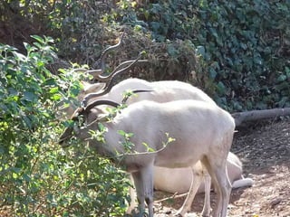 The Egyptian Zoo in Cairo