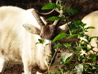 The Egyptian Zoo in Cairo
