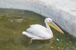 The Egyptian Zoo in Cairo